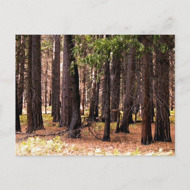 Cartão Postal Compaixão (Frente)