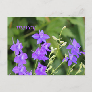 Cartão Postal Compaixão