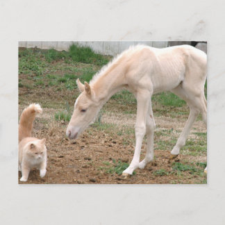 Cartão Postal Companheiros Cremello