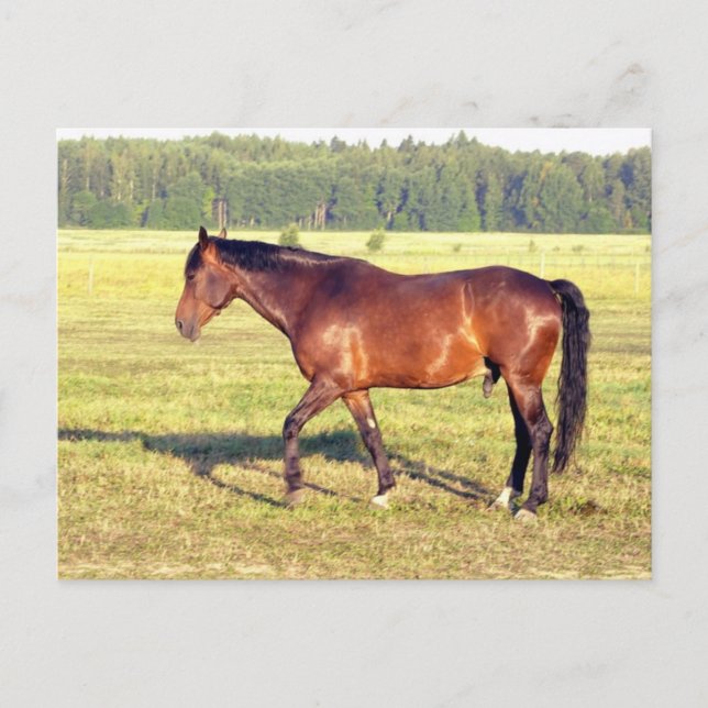 Cartão Postal Compartimento Dappled (Frente)