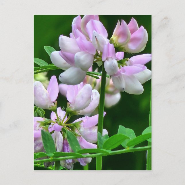 Cartão Postal Compartimentos de Flor Cor-de-Rosa e Branco (Frente)