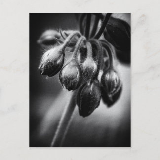 Cartão Postal Compartimentos de ventilador de primavera