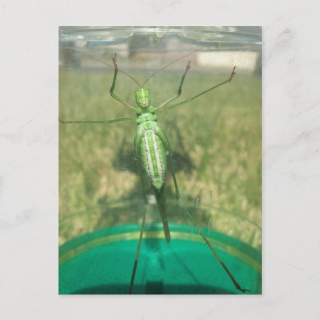 Cartão Postal Comprar 1 - brainfarte educado (Frente)