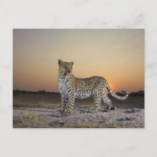 Cartão Postal Comprimento do cheio do leopardo (Panthera pardus)