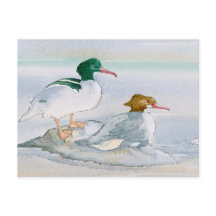 Cartão postal comum de Pássaro Merganser Goosander