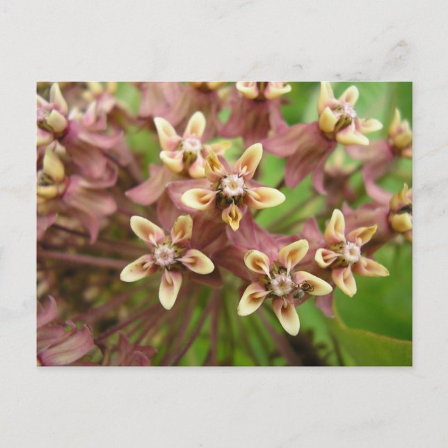 Cartão Postal Comuna de Asclépiade (Frente)