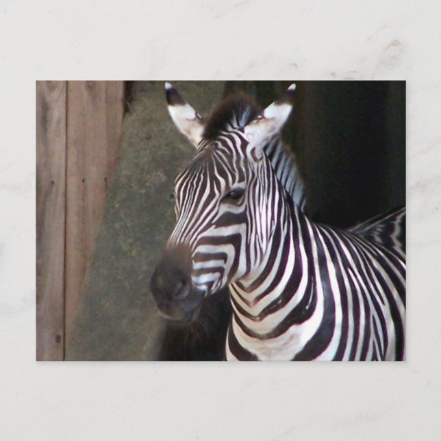 Cartão Postal concede zebra (Frente)