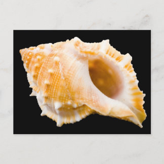 Cartão Postal Conch