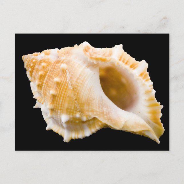 Cartão Postal Conch (Frente)
