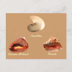 Cartão Postal Conch, Nautilus, Capacete Queens