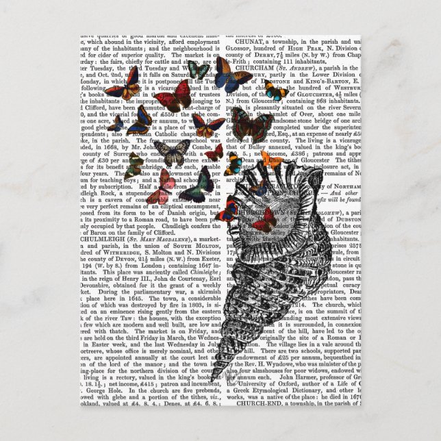 Cartão Postal Conch Shell e Borboletas 2 (Frente)