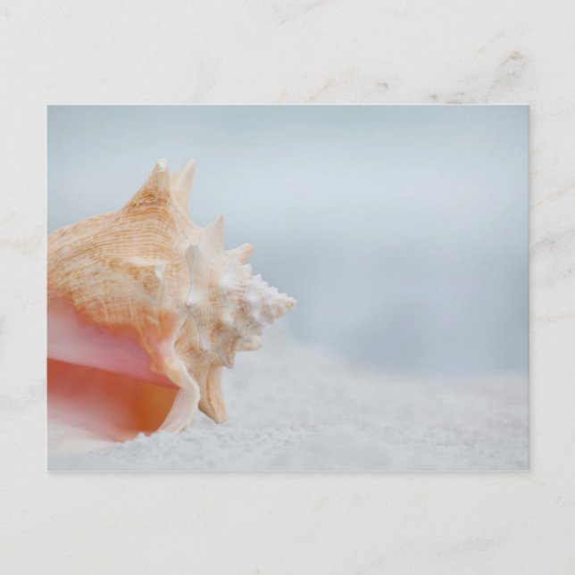 Cartão Postal Conch Shell | Florida (Frente)