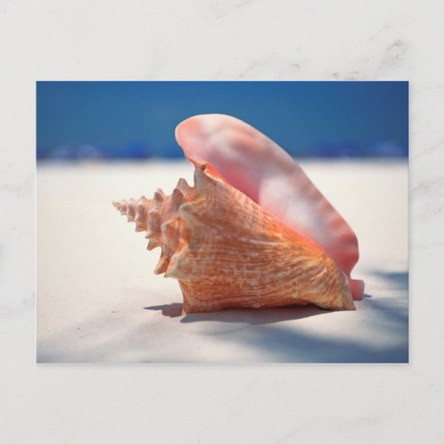 Cartão Postal Conch Shell na praia 2 (Frente)