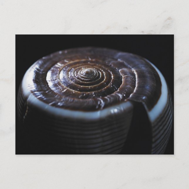 Cartão Postal Concha de Cone (Frente)