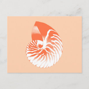 Cartão Postal Concha de Nautilus - laranja coral e branco