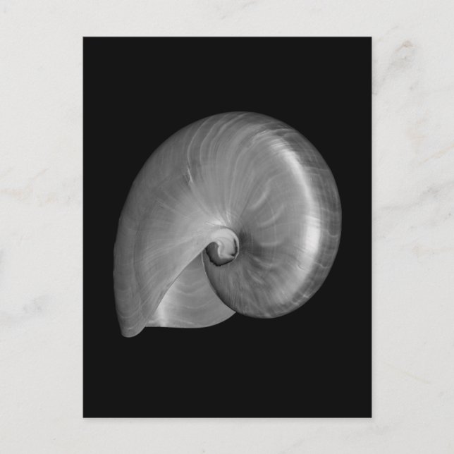 Cartão Postal Concha de Nautilus Preta e Branca (Frente)