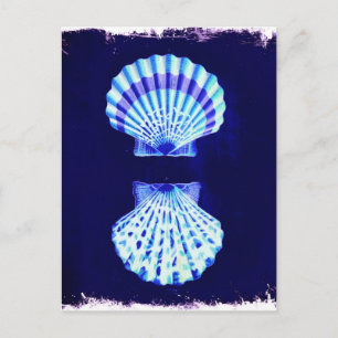Cartão Postal conchas costeiras de marinho náutico rústico da pr