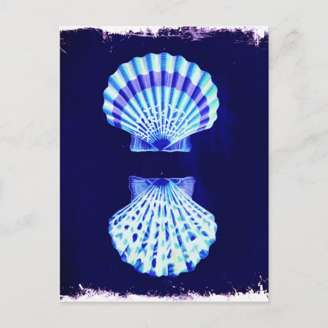 Cartão Postal conchas costeiras de marinho náutico rústico da pr (Frente)