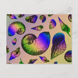 Cartão Postal Conchas de moluscos