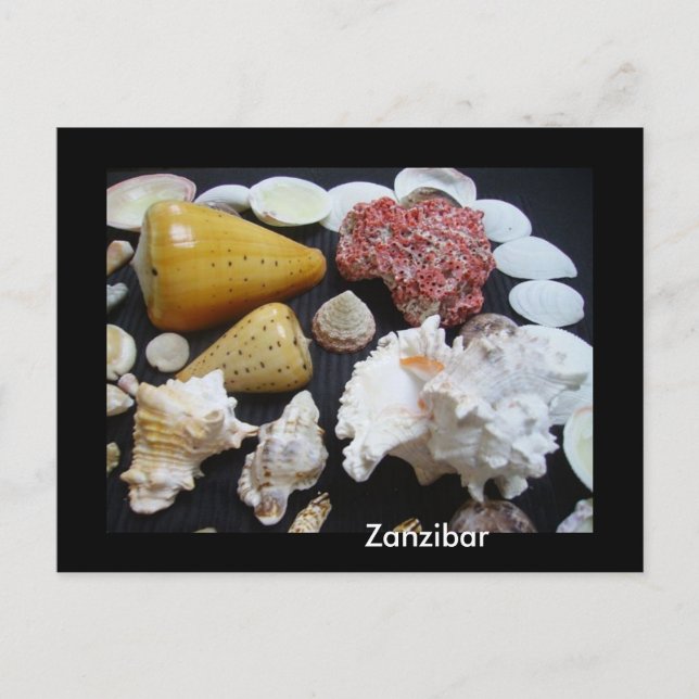 Cartão Postal conchas de Zanzibar (Frente)