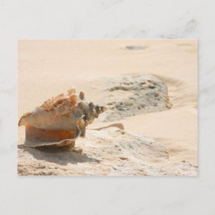 Cartão Postal Conchas Do Mar Na Praia