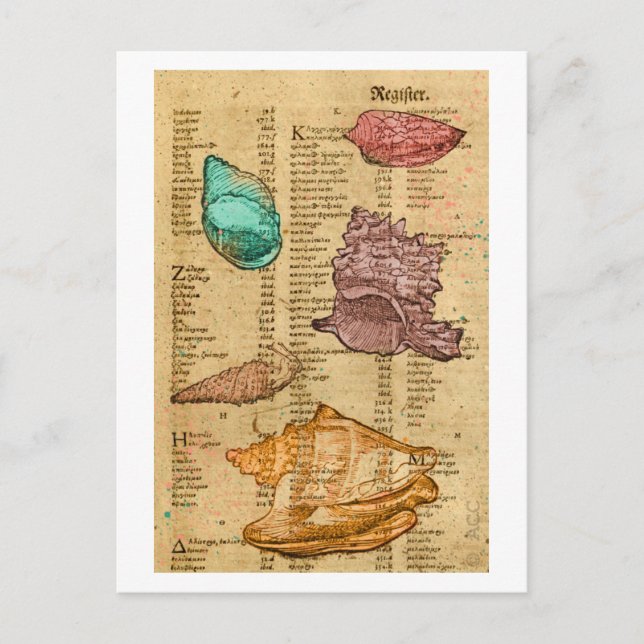 Cartão Postal Conchas marítimas (Frente)