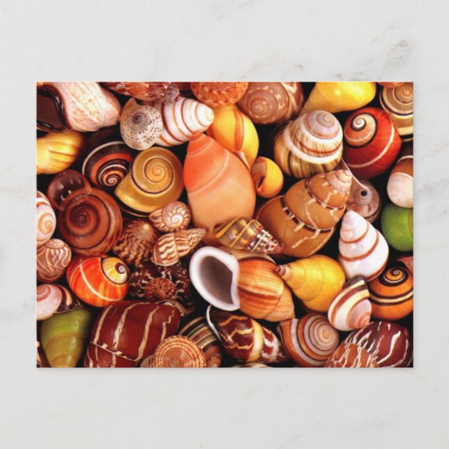 Cartão Postal Conchas marítimas (Frente)