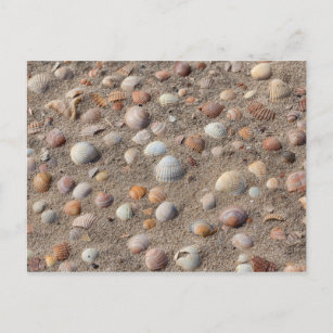 Cartão Postal Conchas marítimas na praia