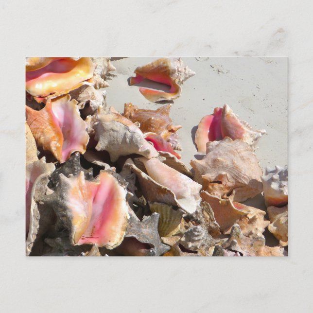 Cartão Postal Conchas na praia | Foto de Turks e Caicos (Frente)