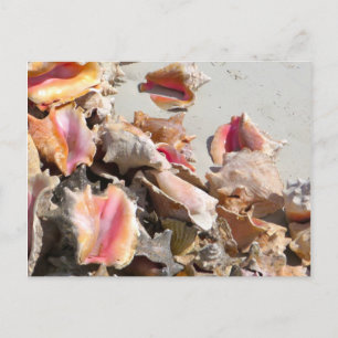 Cartão Postal Conchas na praia   Foto Turks e Caicos