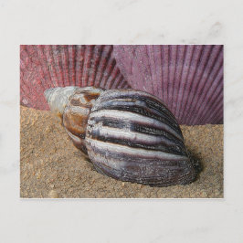 Cartão Postal Conchas no Cartão-postal de areia