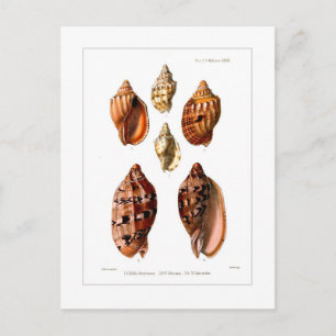 Cartão Postal Conchas Voluta