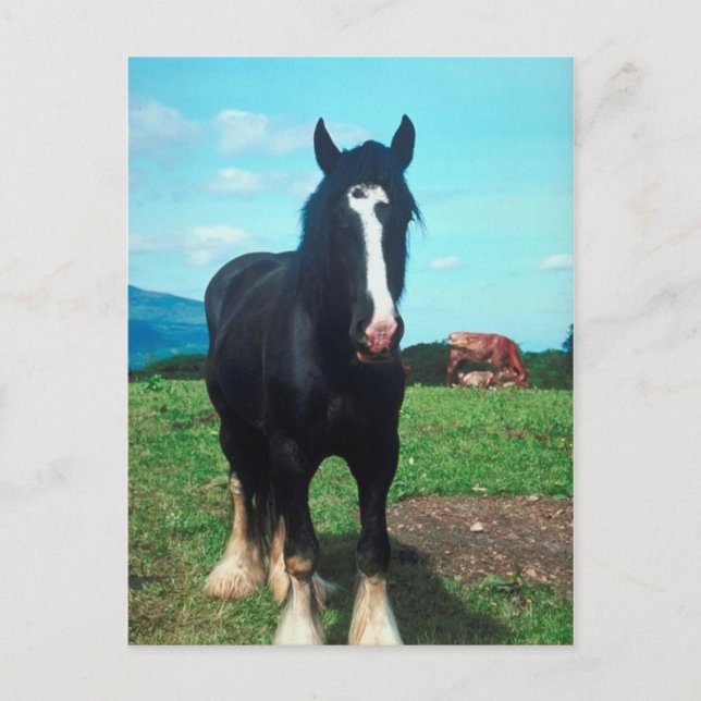 Cartão Postal Condado de Pé (Frente)