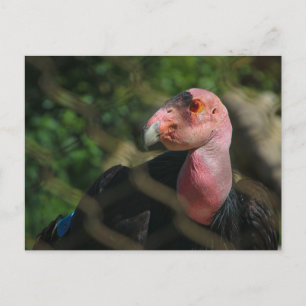 Cartão Postal condor