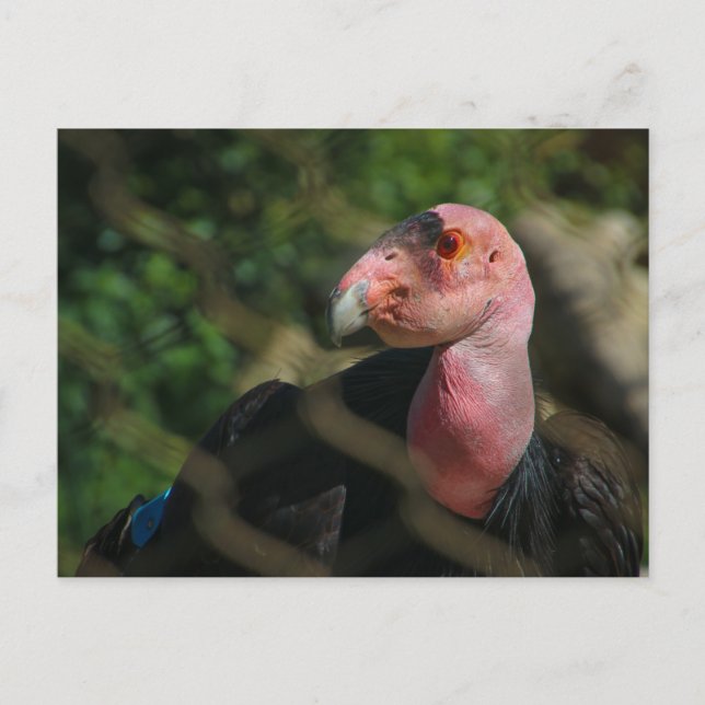 Cartão Postal condor (Frente)