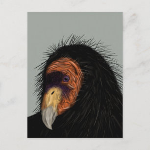 Cartão Postal Condor Ilustrado da Califórnia