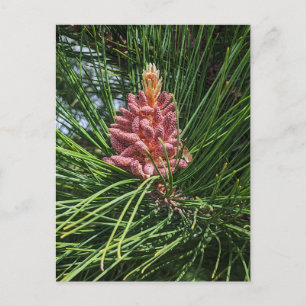 Cartão Postal Cone de pólen de pinheiro vermelho (Pinus resinosa