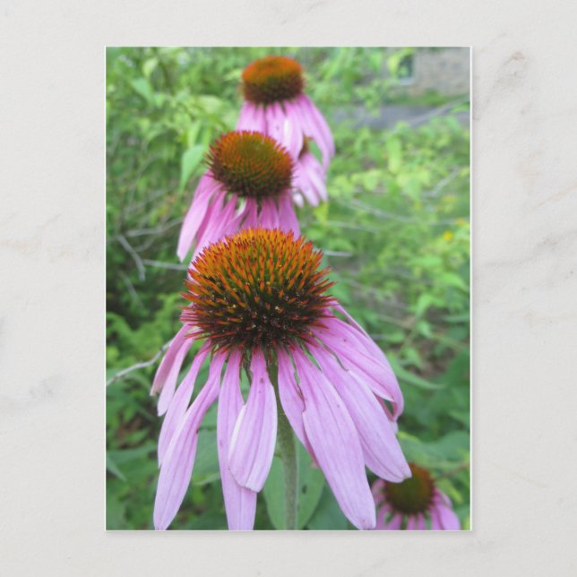Cartão Postal Cone Flower Trio (Frente)