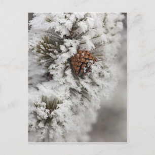 Cartão Postal Cone Lodgepole Pine no inverno em Yellowstone