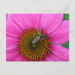 Cartão Postal Coneflower