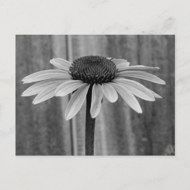 Cartão Postal Coneflower (Frente)