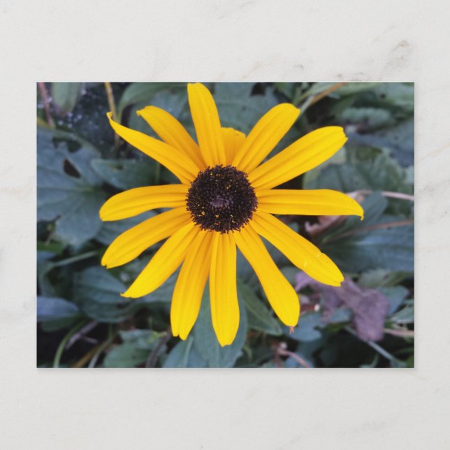 Cartão Postal Coneflower 1 - brainfarte educado (Frente)
