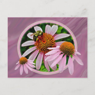 Cartão Postal Coneflower e Bee