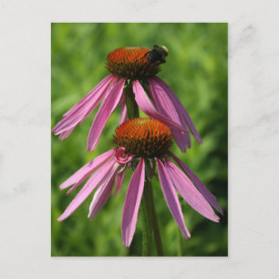 Cartão Postal Coneflower e Bee
