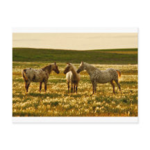 Conferência sobre Cavalos