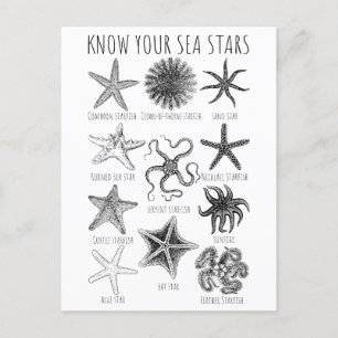 Cartão Postal Conheça Suas Estrelas do Mar - Grupos de Starfish