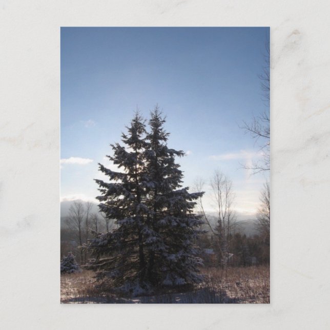 Cartão Postal conífera (Frente)