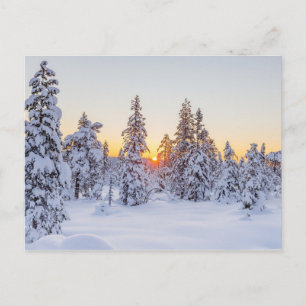 Cartão Postal Coníferas de Inverno Pôr do Sol Natureza