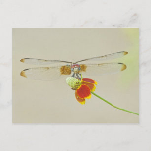 Cartão Postal Conjunto Xadrezado (Dythemis fugax) no México