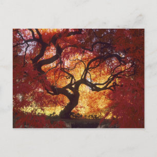Cartão Postal Connecticut: Darien, maple japonês Acer